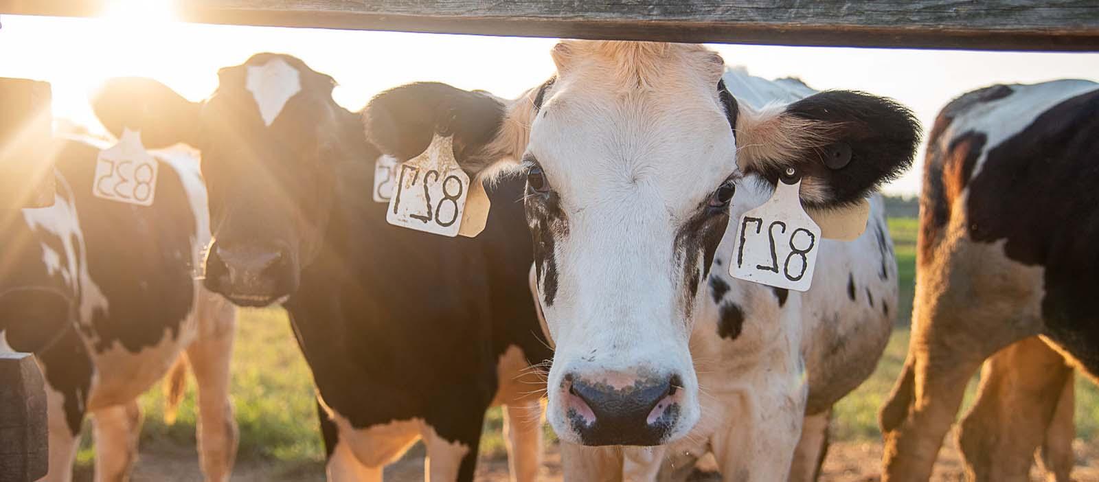 机器人帮助Hillcrest农场生产健康的奶牛